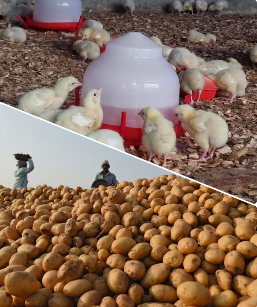 poultry-vegetables for sale in warri